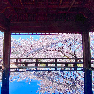 秘境賞櫻五星關西5日.三井寺觀月舞台賞櫻秘境.螃蟹美饌.旭川櫻花道.姬路城.清水寺.嵐山叮叮車.奈良小鹿.五星飯店